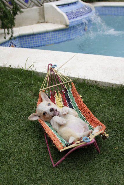 puppy hammock best 25 hammock ideas on cover for car car hammock and puppy hammock best 25 hammock ideas on cover for car car hammock and