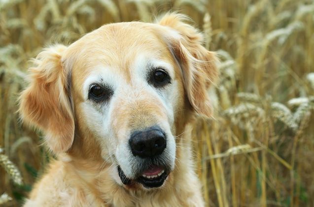What Are The Most Common Dog Food Allergies Dog Food Recipes