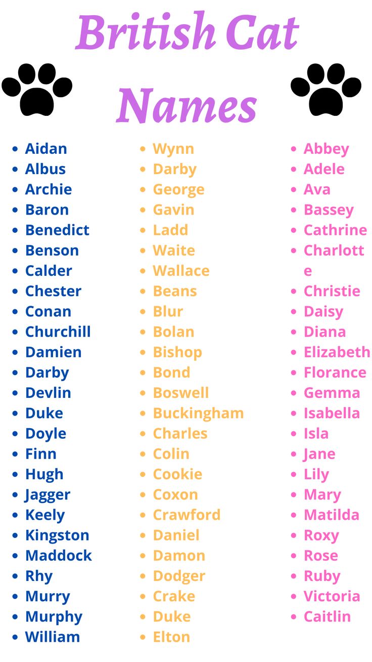 British Cat Names Pets Names Gatti british-cat-names-pets-names-gatti