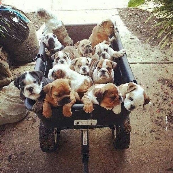 40 Funny Pictures Of House Full Of Pets Cute Animals Bulldog