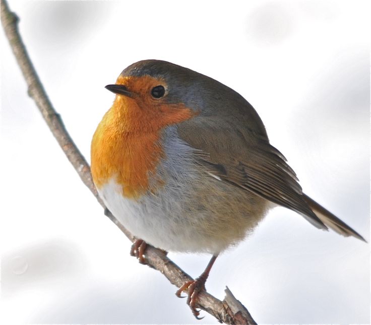 8 best robin bird costume ideas images on pinterest 8 best robin bird costume ideas images on pinterest