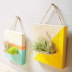 Wall Plant Decor best 25+ air plant display ideas only on pinterest | air plants Wall Plant Decor best 25+ air plant display ideas only on pinterest | air plants