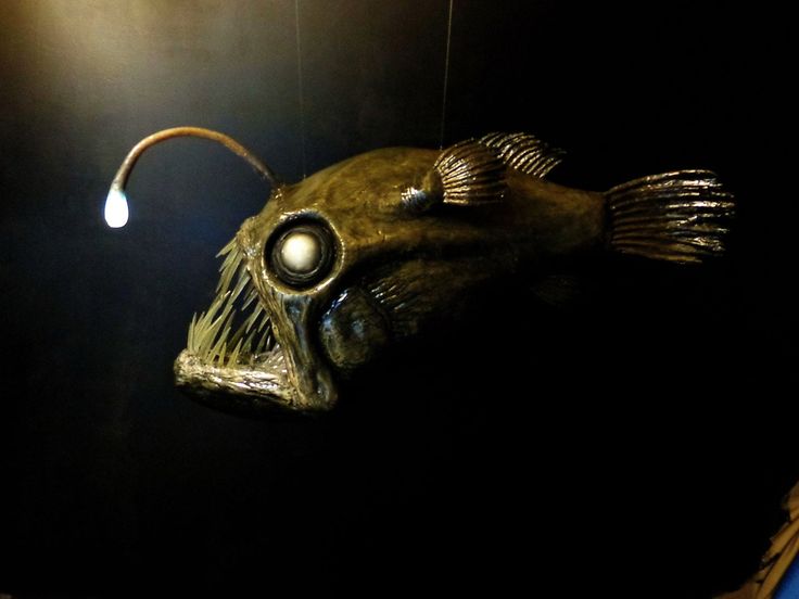 angler fish for sale angler fish for sale