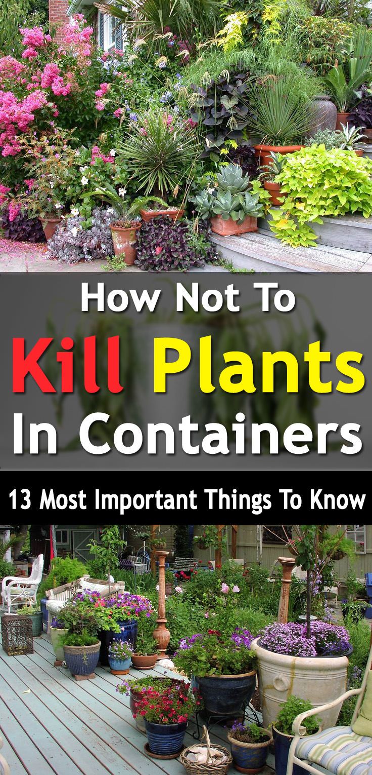 best 25+ container gardening ideas on pinterest | growing best 25+ container gardening ideas on pinterest | growing