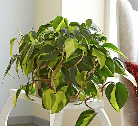 399 Best Fleurs Et Plantes D Interieur Images On Pinterest 10 Plantes Zéro Lumière Qui Survivent Dans Un Sous Sol Sombre Et Les Pièces Mal