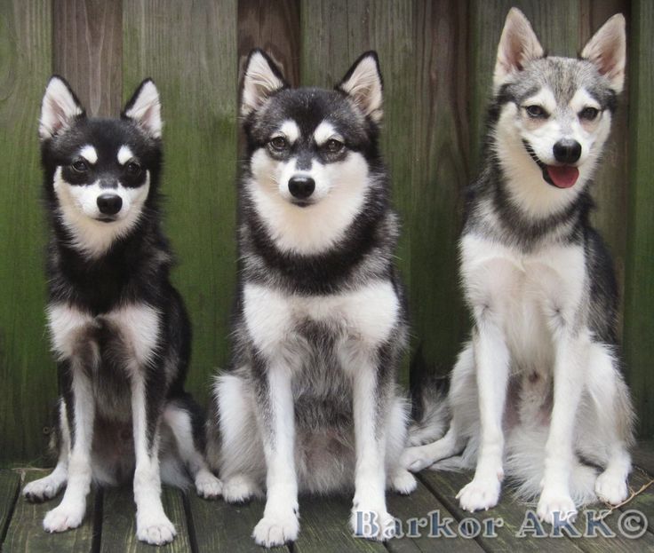 Toy alaskan husky discount