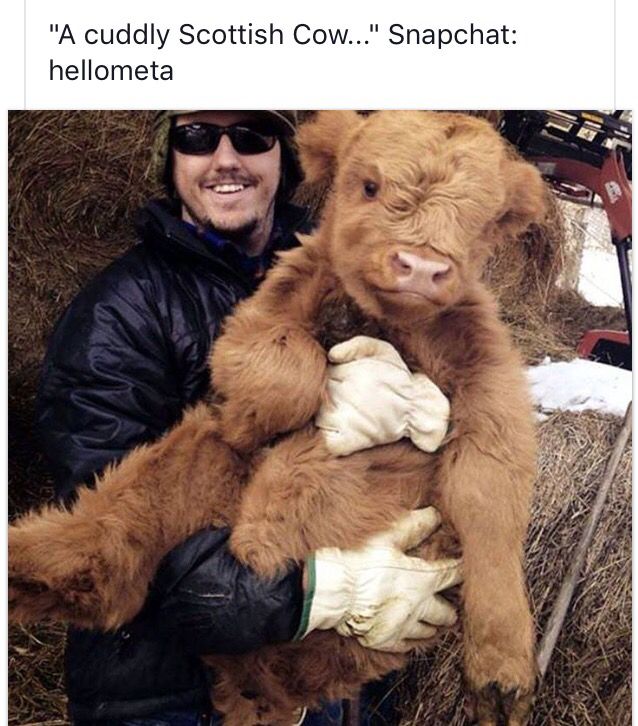 Highland Cow Thinks It S A Dog Highland Cow Thinks It S A Dog