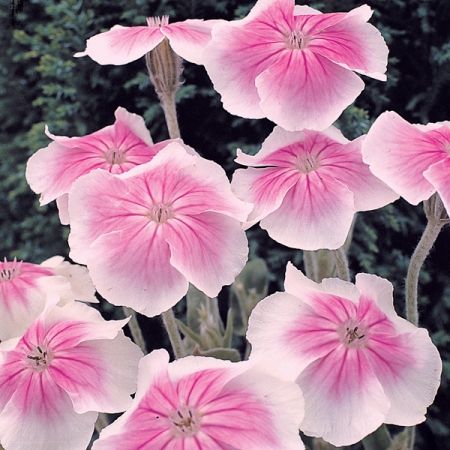 ✔️17++ Perennial flowers uk - info Updated 3 c8d17db7e5bff7e35d368b4df1758533