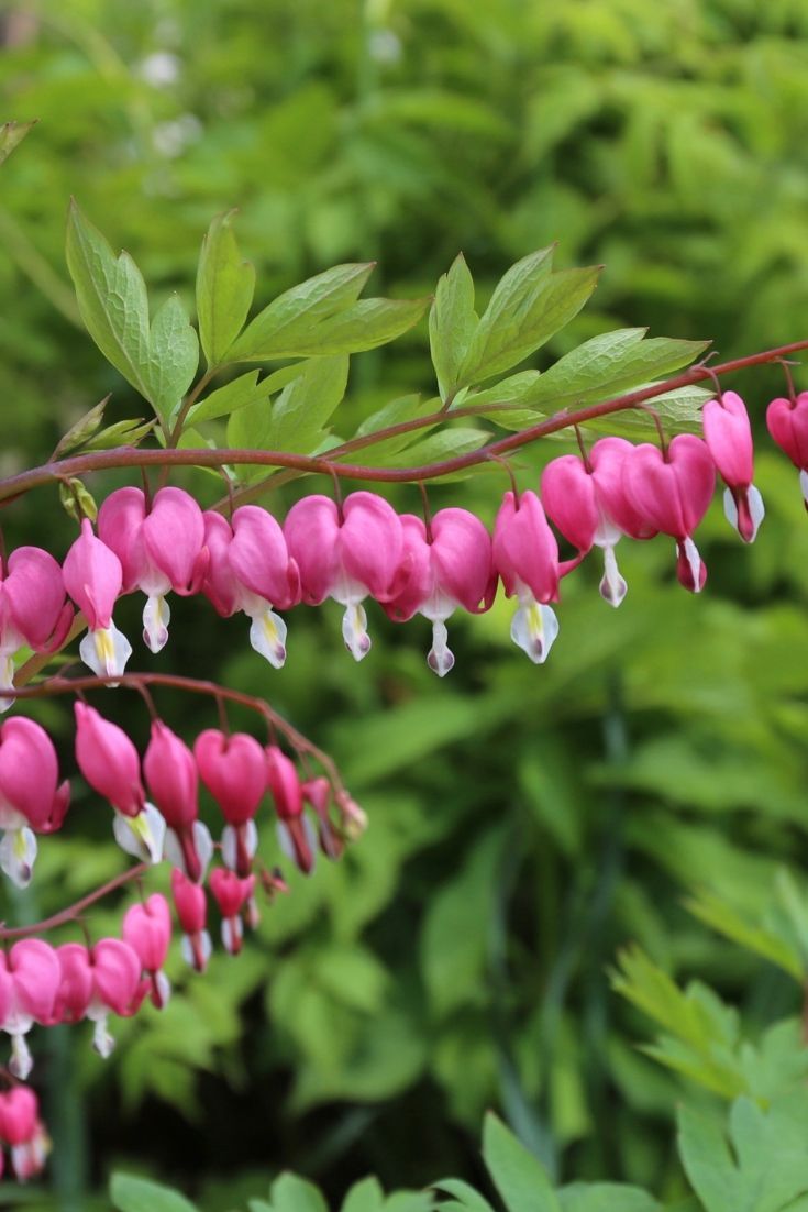 pink and white flowers with green leaves in the background