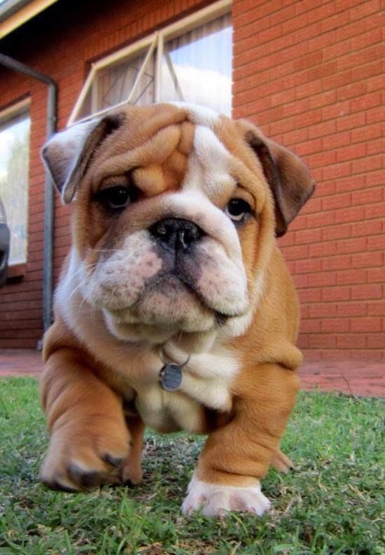 8 Ideas De Bulldog Puppies Perros Bulldog Perros Bulldog Ingles Perros Cachorros 8 Ideas De Bulldog Puppies Perros Bulldog Perros Bulldog Ingles Perros Cachorros