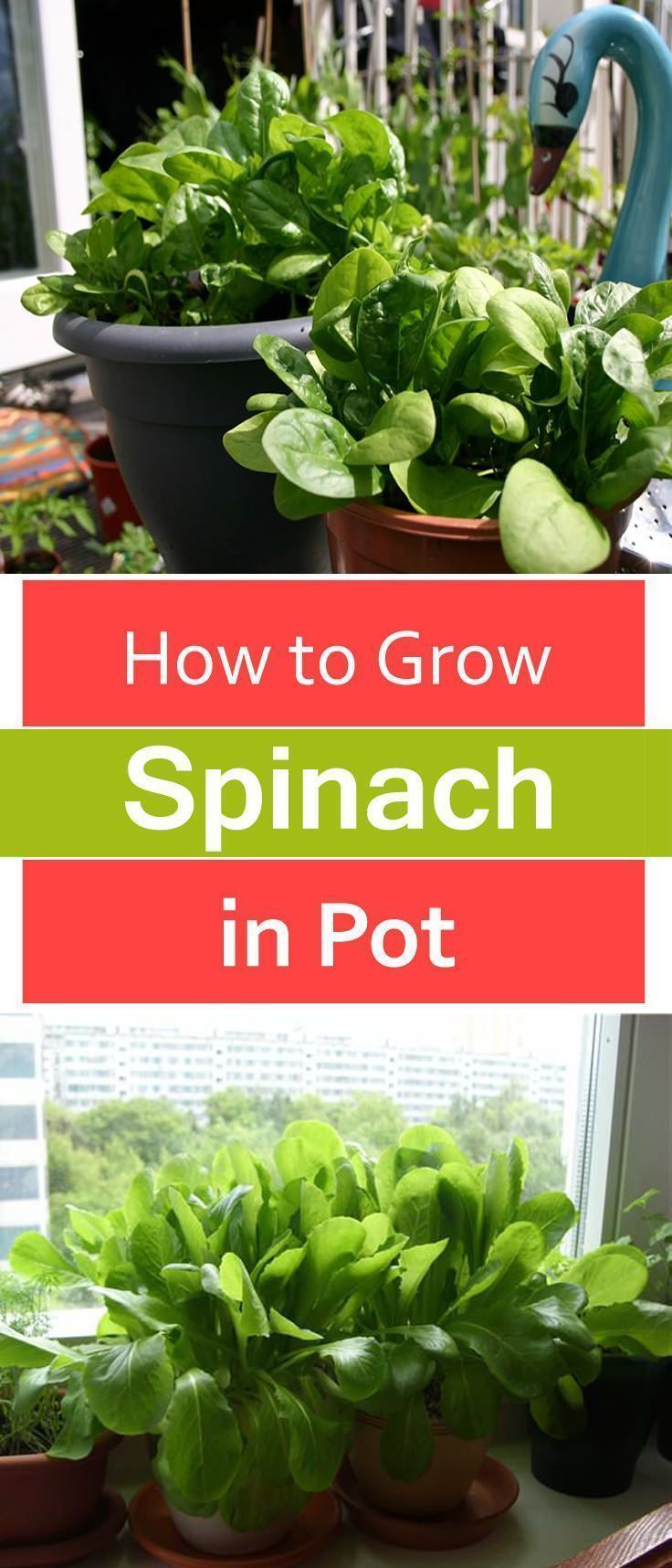 213 best Container Gardening images on Pinterest How to Grow Spinach in Pots successfully Garden Tips Garden Ideas Growing Ve ables in pots Ve able growing tips DIY Container Gardening