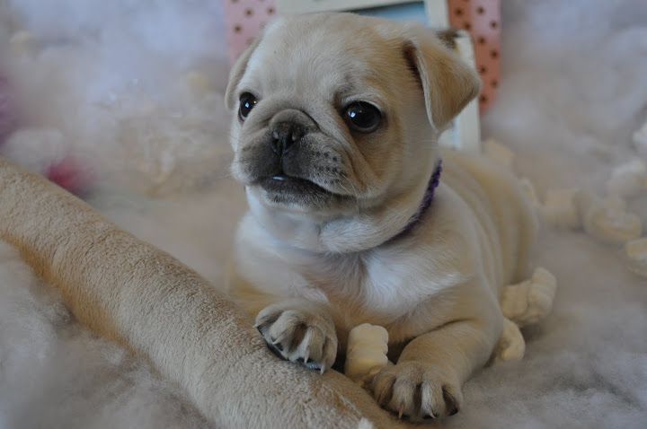 brown and white pug brown pugs www pixshark images galleries with a bite brown and white pug brown pugs www pixshark images galleries with a bite