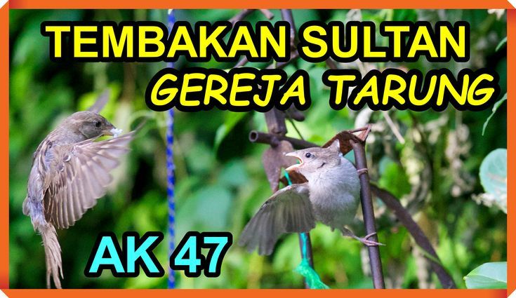 Pin on Kompilasi Masteran Burung