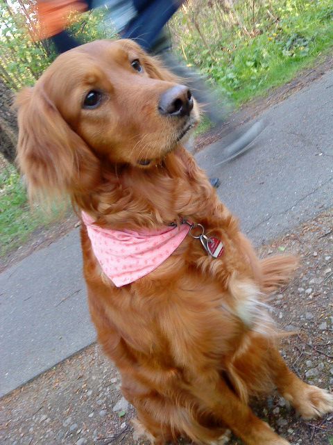 A Dog Named Finley A Dog Named Finley