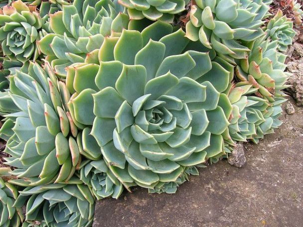 Echeveria Sembrada En El Suelo Succulentavenue Suculentas Echeveria Suculentas Echeveria Jardines
