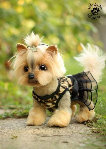 yorkshire terrier cleopatra by evgeniya and igor krasnov bear pile