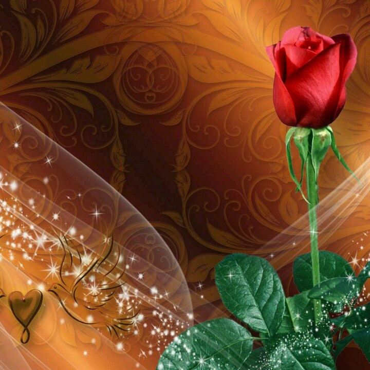 32 best Pretty Roses & Flowers images on Pinterest ..., ramadan wallpaper rose