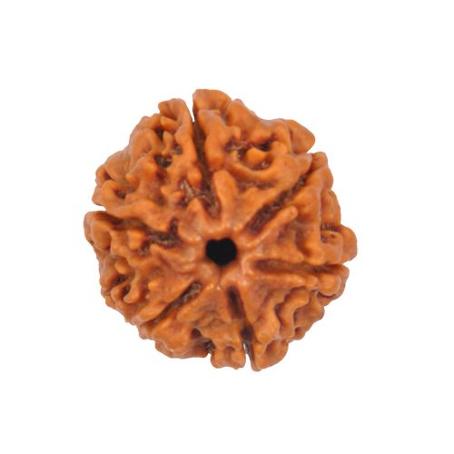 9 mukhi rudraksha benefits