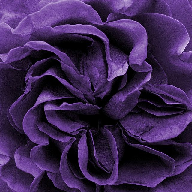 66 best hues of purple images on pinterest lavender 66 best hues of purple images on pinterest lavender
