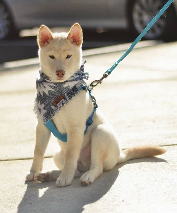 White Shiba Inu Pets Animals Puppies