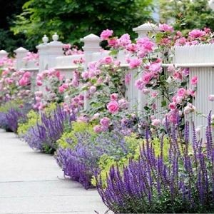 Underplanting Roses - Companion Plants for Roses | Garden flower beds