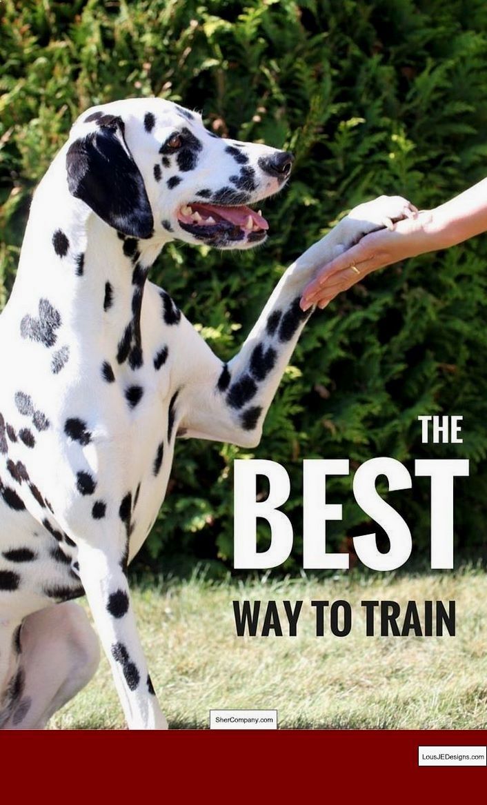 Training Techniques For Hunting Dogs And Pics Of How To Train Your