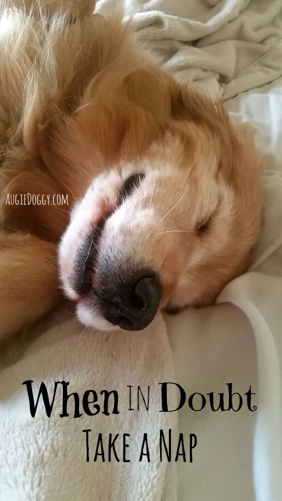 Hoodie Dog Expressions Canine Breed Pet Humor Funny Golden Retriever Hoodie Dog Expressions Canine Breed Pet Humor Funny Golden Retriever