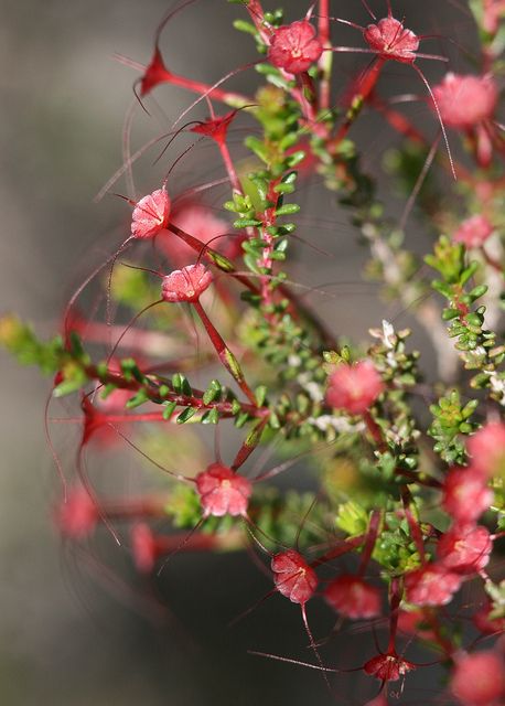 583 Best Australian Flowers Images On Pinterest Wildflower Western Australia Australian Flowers