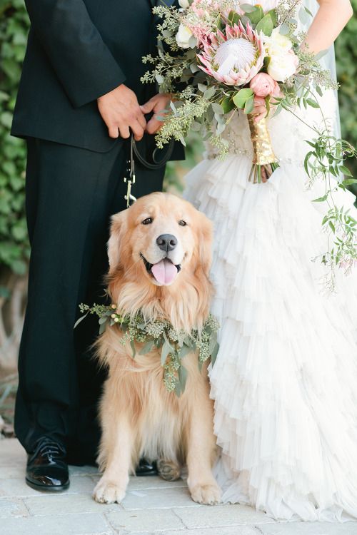 How to include pets in your wedding
