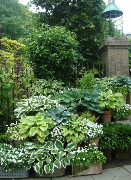 10 besten Schattengarten-Ideen für den Hinterhof, #besten #hinterhof #ideen #s...