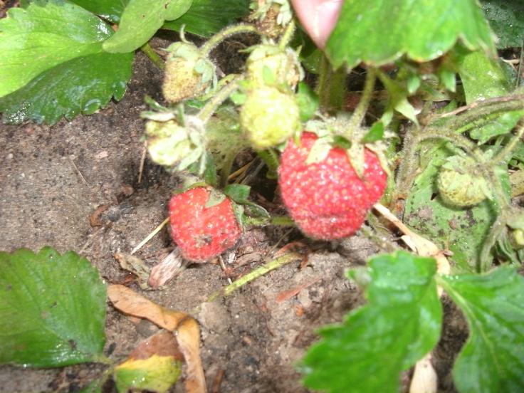 Pictures gardens vegetable of Pictures gardens vegetable of