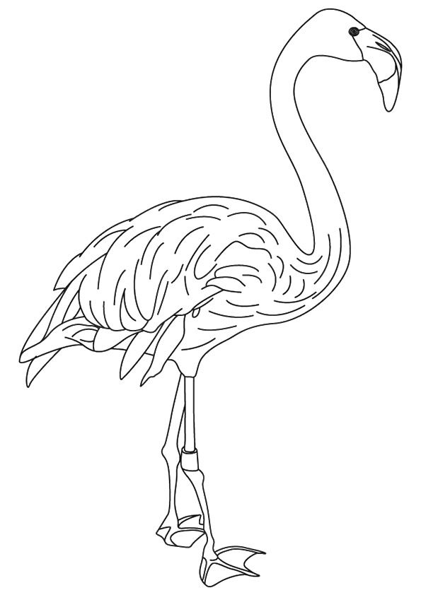 Download A Flamingo Drinking Water From The Lake Coloring Page in 2021 | Animal coloring pages, Flamingo ...