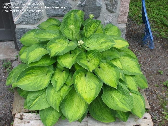 Shade Garden Ideas Zone 9 35 best zone 9 garden images on pinterest | garden plants Shade Garden Ideas Zone 9 35 best zone 9 garden images on pinterest | garden plants