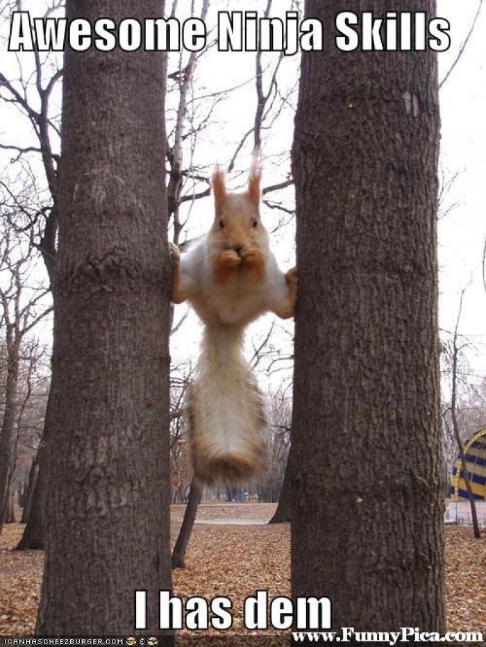 best 25 squirrel memes ideas only on pinterest funny pun names c9a16f957d6013df9985f1596b06ca63 van damme funny animal pictures best 25 squirrel memes ideas only on pinterest funny pun names,Funny Squirrel Memes