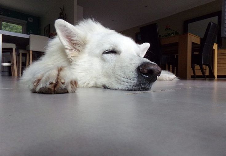 Como Duerme Tu Perro Sabias Que La Forma De Dormir Expresa Su Sentir Weisser Schaferhund Welpe Stubenrein Welpen