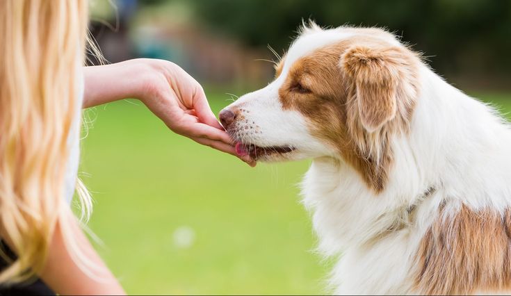 ClickerTraining Hunde, Australische schäferhunde, Hunde erziehen