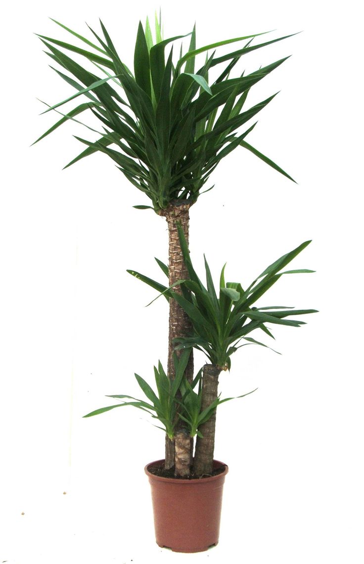 34 best drvo zivota images on pinterest houseplants plants and 34 best drvo zivota images on pinterest houseplants plants and
