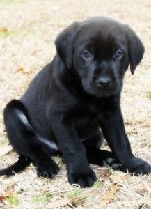 black lab puppies for sale in md best 25 black labs for sale ideas on chocolate labs for sale gold bars black lab puppies for sale in md best 25 black labs for sale ideas on chocolate labs for sale gold bars