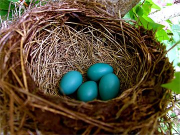 Robin Egg Blue Paint Robin Egg Blue Paint