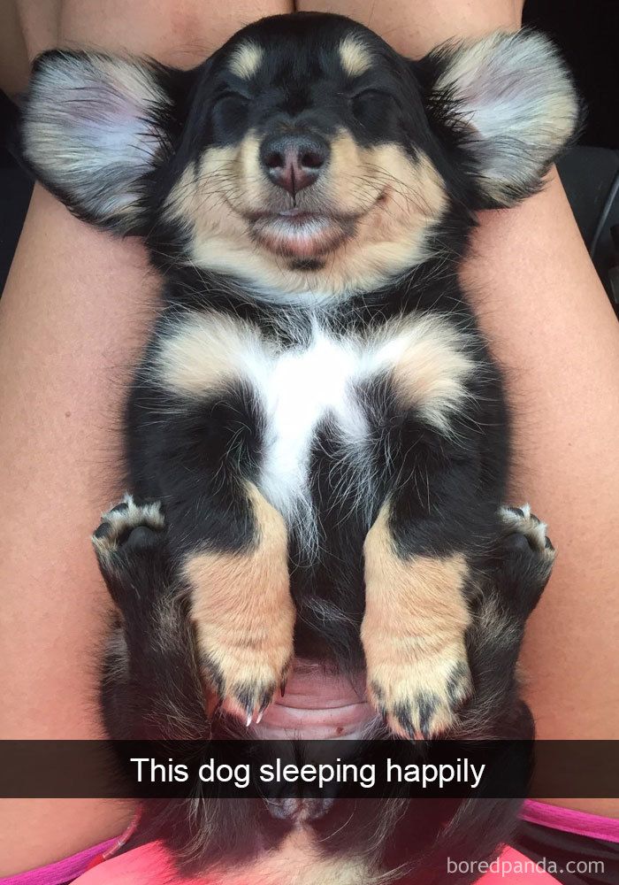 50 Hilarious Dog Snapchats That Are Impawsible Not To Laugh At