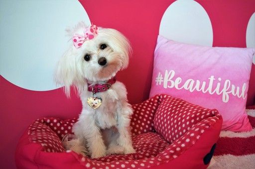 Maltipoo Puppy For Sale In Decatur Al Adn 47526 On Puppyfinder