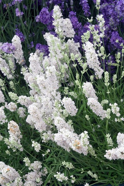 29 Best Lavendula Lavender Images On Pinterest Flowers Garden Blue Mountain White English Lavender Lavandula Angustifolia An Extremely Rare And Lovely