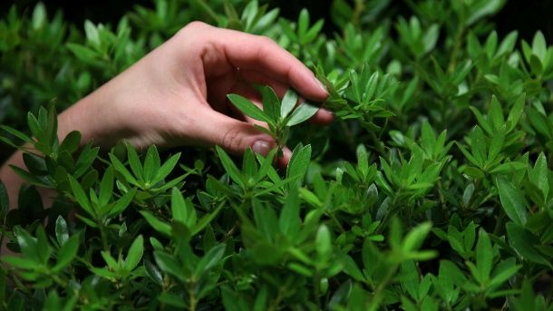 125 best Gartenideen images on Pinterest Decks, Garden plants and - gartenplanung software kostenlos deutsch 125 best Gartenideen images on Pinterest Decks, Garden plants and - gartenplanung software kostenlos deutsch