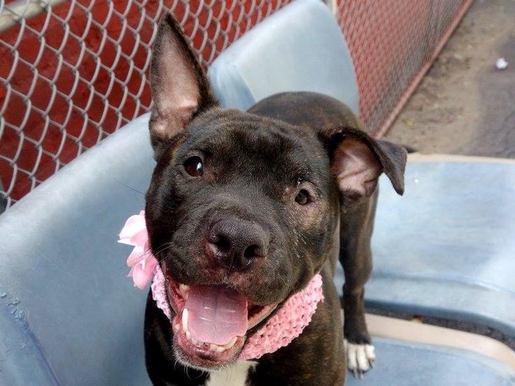 Http Www Adoptagoldenknoxville Org Available Dogs Detail Asp Id Frame Http Www Adoptagoldenknoxville Org Available Dogs Detail Asp Id Frame