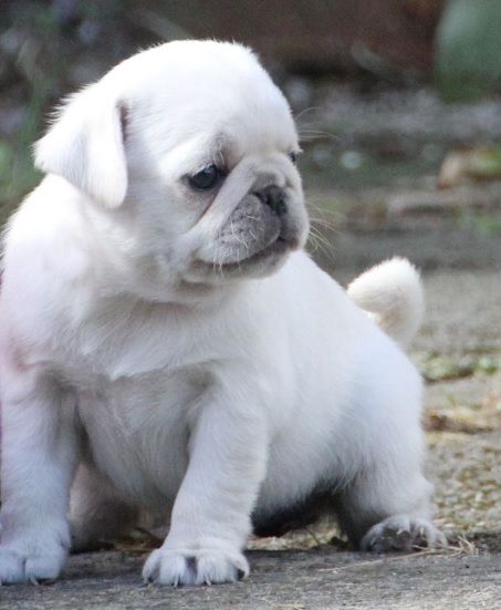 pug puppies for sale in michigan best 25 white puppies ideas on pets white siberian husky and white dogs pug puppies for sale in michigan best 25 white puppies ideas on pets white siberian husky and white dogs
