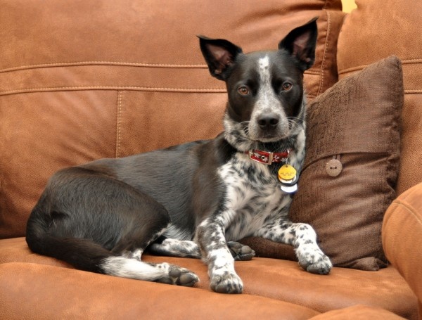 109 best Mixed dog breeds images on Pinterest | Animals, Puppies ... 109 best Mixed dog breeds images on Pinterest | Animals, Puppies ...