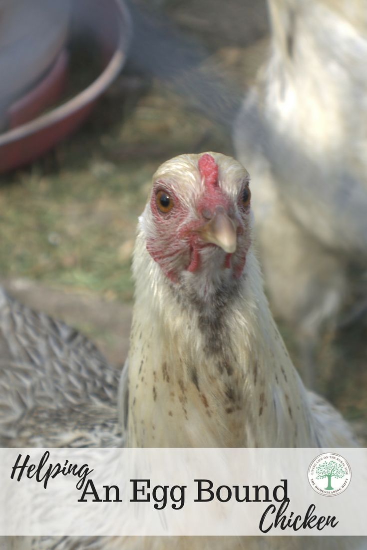 egg bound chicken what
