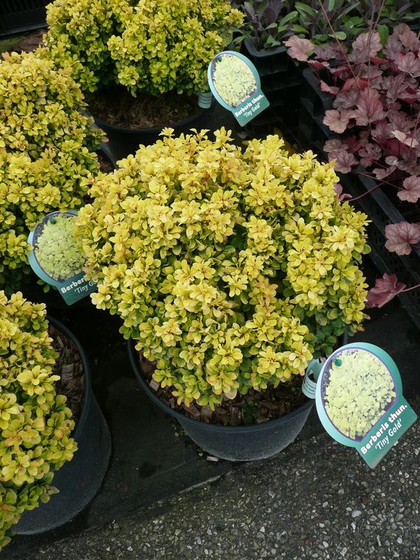 28 best Gartenpflanzen images on Pinterest Urban gardening - gartenpflanzen winterhart immergrun 28 best Gartenpflanzen images on Pinterest Urban gardening - gartenpflanzen winterhart immergrun