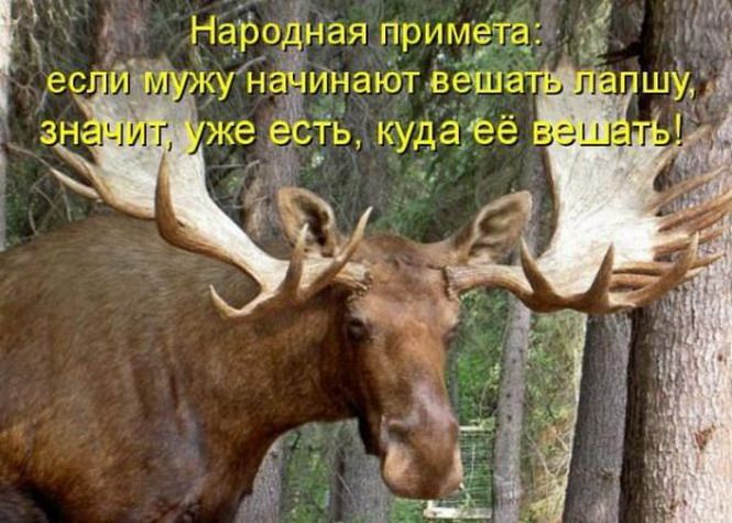 Смешные картинки про оленей рогоносцев, прикольные парнем