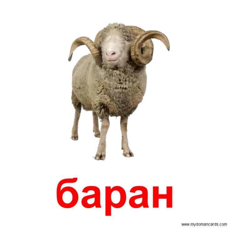 Картинка с надписью баран